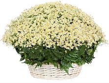 Цветочная композиция из Ромашки в корзине #REPLACE_PRED# Плотниково